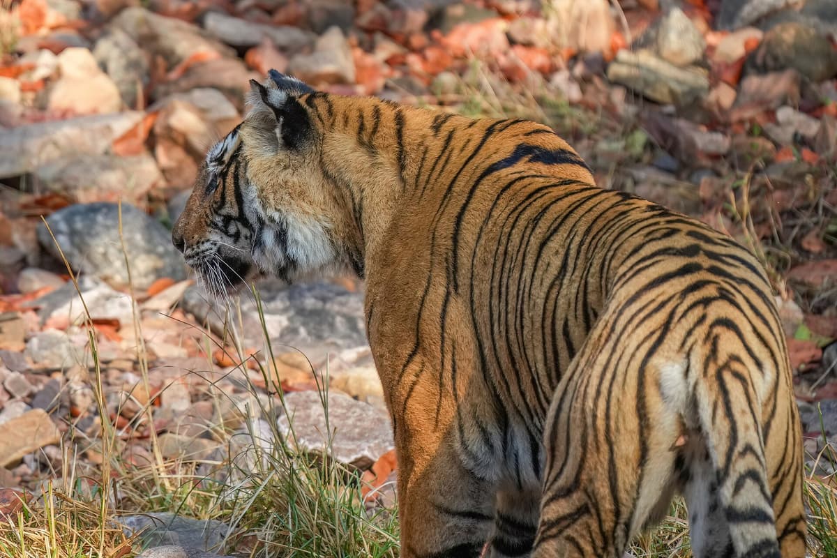 Ranthambore National Park, India